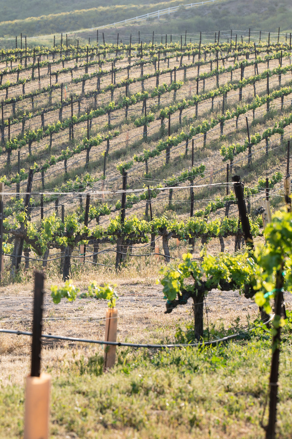 A landscape of a vineyard with rows of grapevines on sloping terrain. The vines are supported by wooden stakes, with green leaves visible. The sun creates a warm glow on the scene.